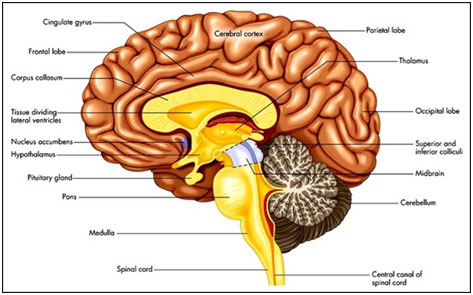 Fun Facts About the Brain And The Human Body For Kids From KidsWorldFun