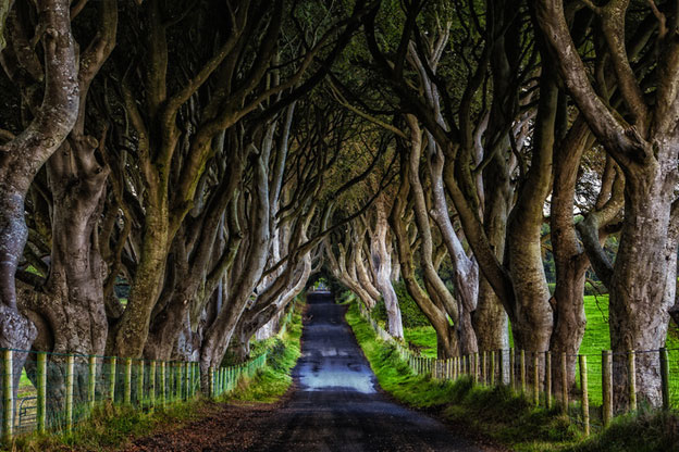 The Dark Hedges, Northern Ireland