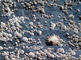 What are barnacles?