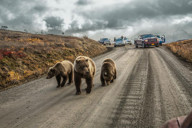 Bear traffic