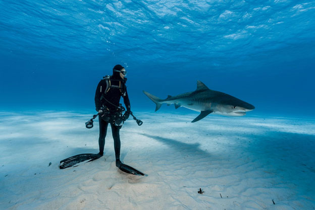 The shark and the man