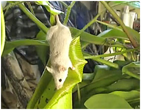Carnivorous Plants with white rat