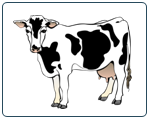 cow