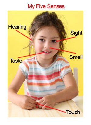 My Five Senses