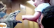 Funniest Animal Videos – AFV Animals from America's Funniest Home Videos Funniest Animal Videos – AFV Animals from America's Funniest Home Videos