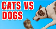 Funniest Animal Videos – AFV Animals from America's Funniest Home Videos Funniest Animal Videos – AFV Animals from America's Funniest Home Videos