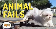Funniest Animal Videos – AFV Animals from America's Funniest Home Videos