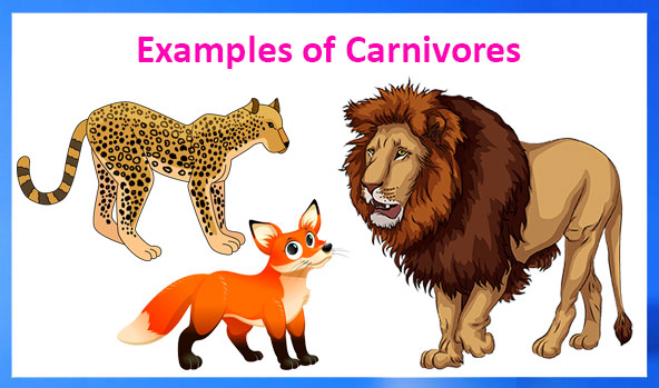 Animals And Their Food | Science Lessons for Grade 3