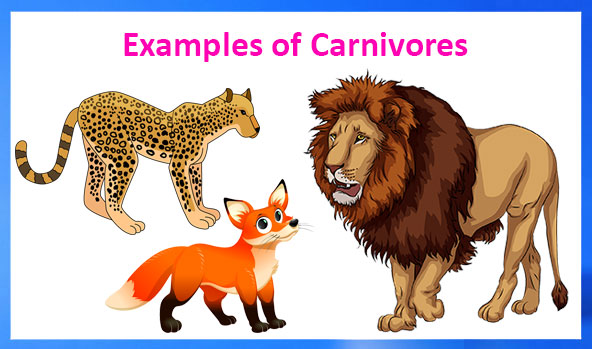 Animals And Their Food | Science Lessons for Grade 3 Animals And Their Food | Science Lessons for Grade 3