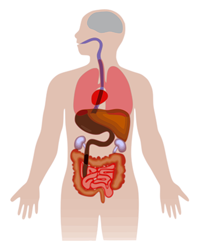 Our Body