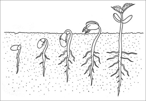 plant life cycle for preschool