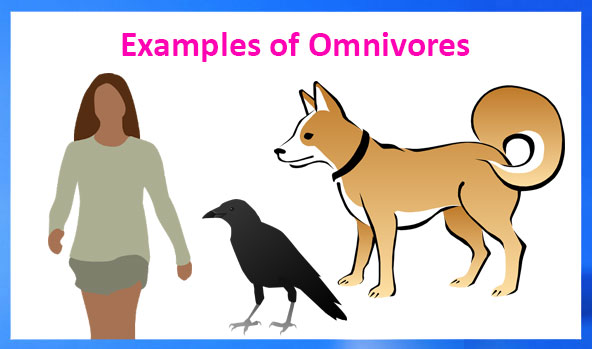 Animals And Their Food | Science Lessons for Grade 3 Animals And Their Food | Science Lessons for Grade 3