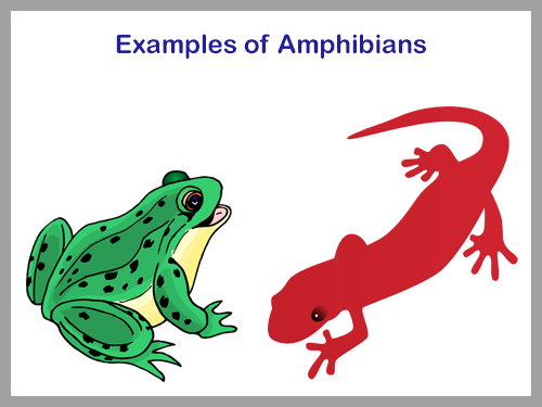 Amphibians