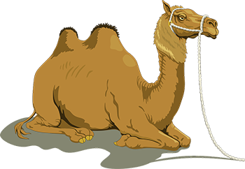 Brown Color Camel