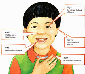 Five Senses