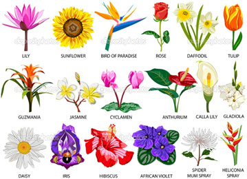 Parts of a plant | Science lessons and worksheets for children