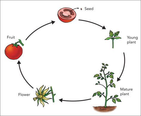 life cycle of a tomato plant