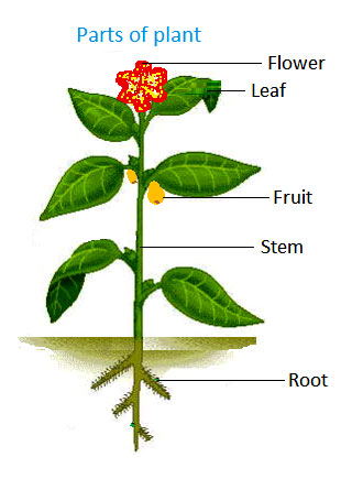Parts of a plant | Science lessons and worksheets for children