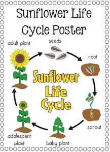 plant life cycle for preschool