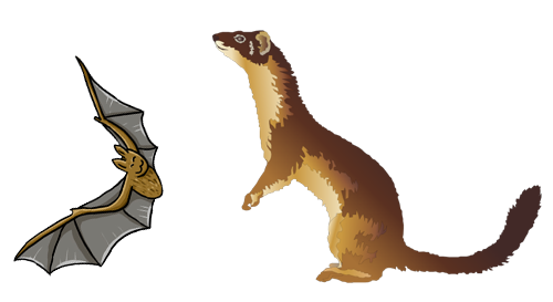 Aesop’s fables - The Bat and the Weasels
