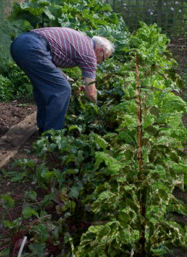 Old man with plants