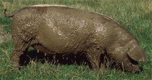 Pig with dirt