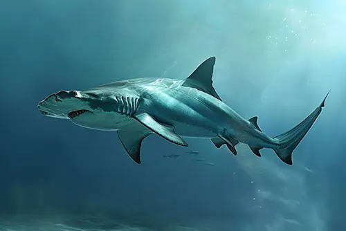 Mysterious Whale Sharks