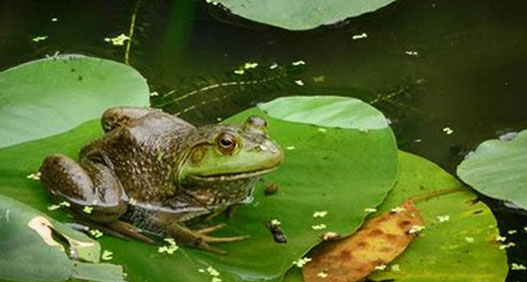 Animal Habitats - Frog
