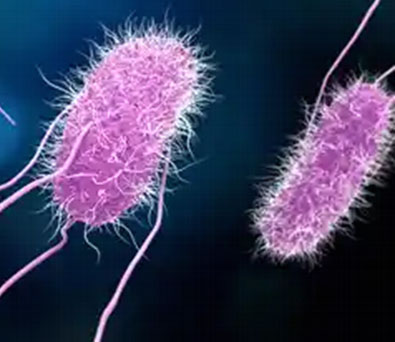 Bacteria