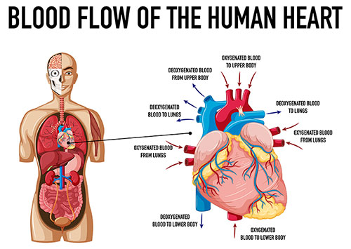 Blood flow of the Human Heart