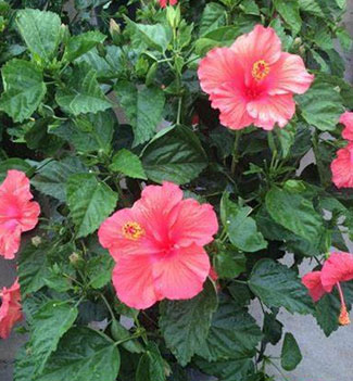 Hibiscus