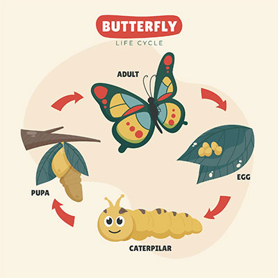 Life cycle of a butterfly