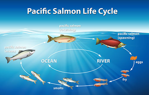 Life cycle of a fish
