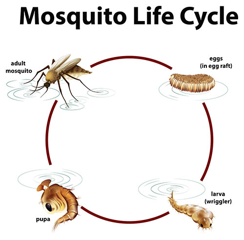 Life cycle of a mosquito