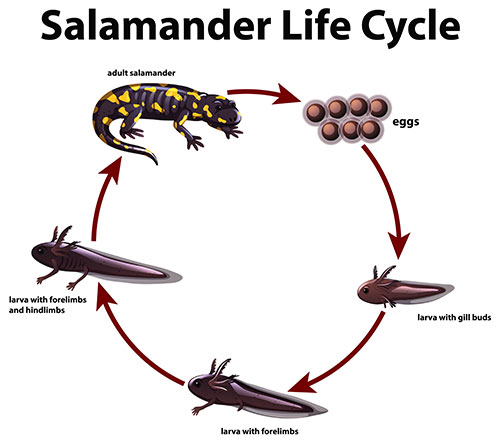 Life cycle of a reptile