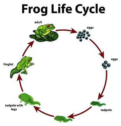 Life cycle of an amphibian