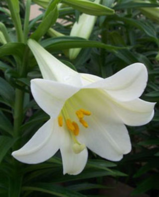 Lily