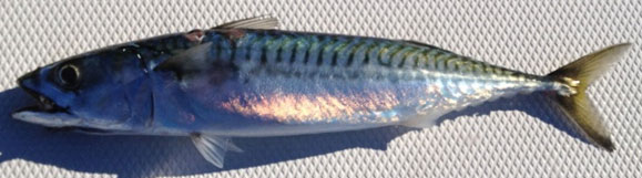 Mackerel