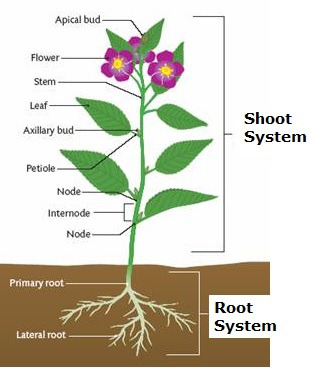Plant Systems