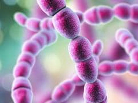 Streptococcus