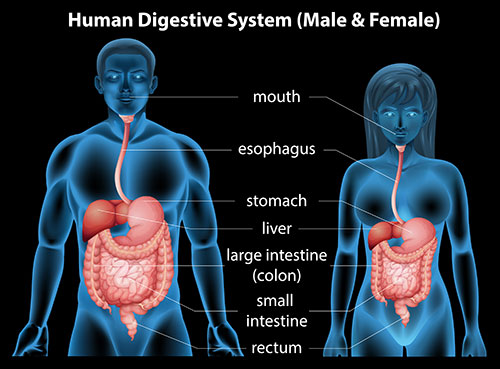 The Digestive System