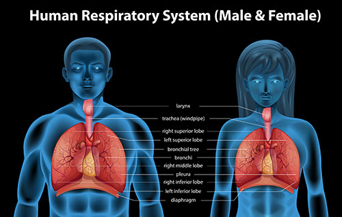 The Respiratory System