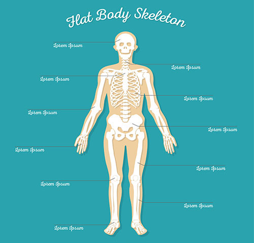 The Skeletal System