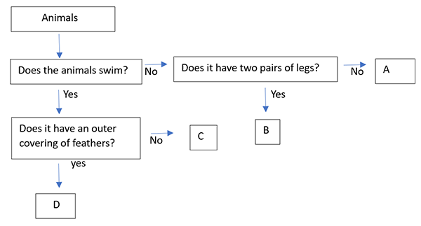 Animal flow chart