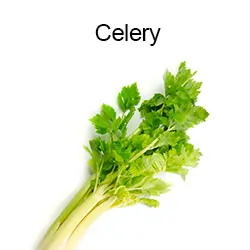 Celery