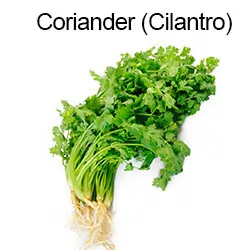 Coriander (Cilantro)