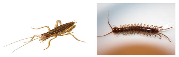 Cricket Insects