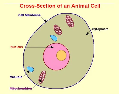 cross section of an animal cell