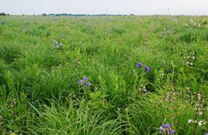 A field habitat