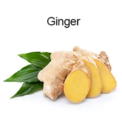 Ginger